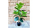 Искусственное растение Ficus Лирата 95 cm. 